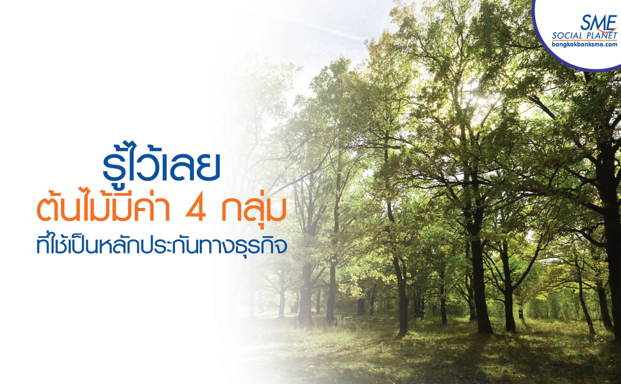 รู้ประเภท – ประเมินเป็น ปลูกไม้ยืนต้นลงทุนไม่เสียเปล่า รู้ประเภท – ประเมินเป็น ปลูกไม้ยืนต้นลงทุนไม่เสียเปล่า